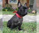 Small #1 French Bulldog