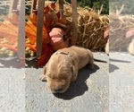 AKC Golden Retr - Male Golden Retriever Puppy for Sale - Photo #5