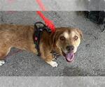 Small Labrador Retriever Mix