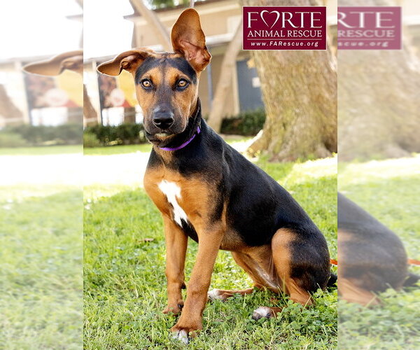 Medium Photo #4 Doberman Pinscher-German Pinscher Mix Puppy For Sale in Marina del Rey, CA, USA