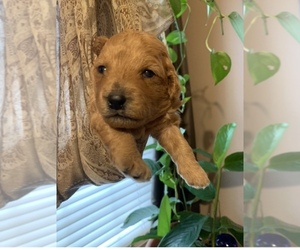 Goldendoodle Puppy for sale in BUFORD, GA, USA