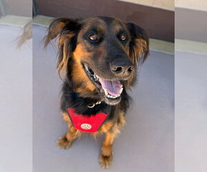 Daisy Ann - Adopt Me! - Female German Shepherd Dog-Unknown Mix Dog for Adoption - Photo #21