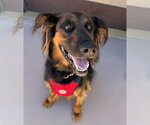 Small #20 German Shepherd Dog Mix