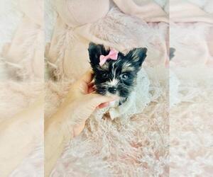 Biewer Terrier Litter for sale in WEST PALM BEACH, FL, USA