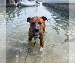 Theo Hudson - Male American Staffordshire Terrier-Labrador Retriever Mix Dog for Adoption - Photo #7
