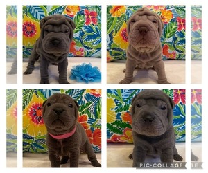 Chinese Shar-Pei Puppy for sale in EVANSVILLE, IN, USA