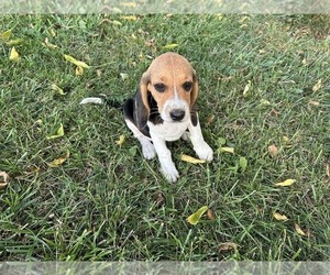 Beagle Puppy for sale in HOLDEN, MO, USA