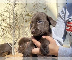 Medium Labrador Retriever