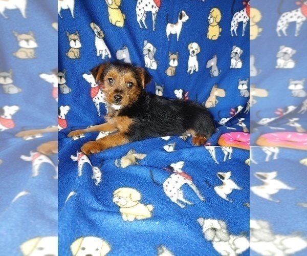 Medium Photo #4 YorkiePoo Puppy For Sale in LAPEER, MI, USA