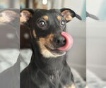 Small #2 German Pinscher
