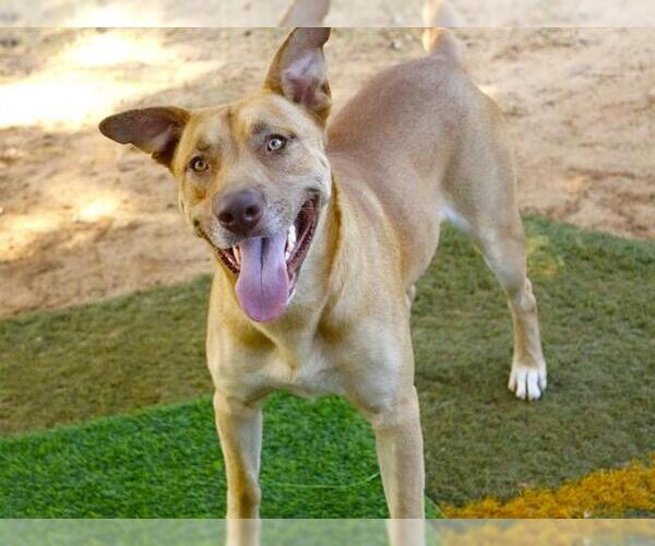Medium Photo #2 Labrador Retriever Puppy For Sale in Tallahassee, FL, USA