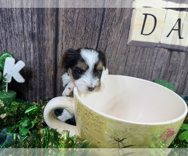 Medium Photo #11 Yorkshire Terrier Puppy For Sale in CASSVILLE, MO, USA