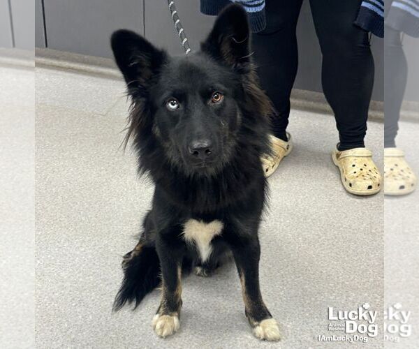 Medium Photo #1 Australian Shepherd-Unknown Mix Puppy For Sale in Washington, DC, USA