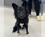 Small Australian Shepherd Mix