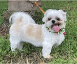 Small #1 Pekingese-Shiba Inu Mix