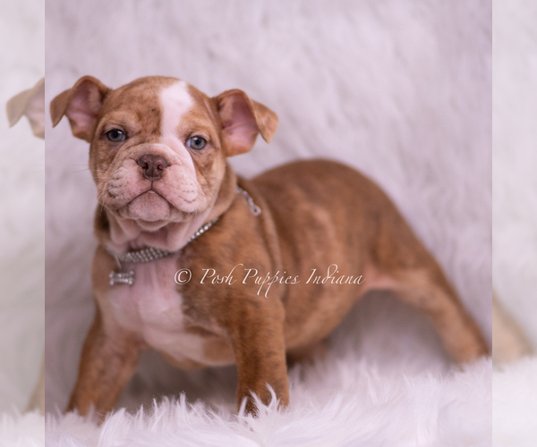 Medium Photo #51 Bulldog Puppy For Sale in WARSAW, IN, USA