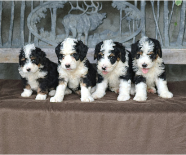 Medium Photo #3 Bernedoodle-Poodle (Miniature) Mix Puppy For Sale in EAST EARL, PA, USA