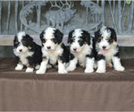 Small Photo #3 Bernedoodle-Poodle (Miniature) Mix Puppy For Sale in EAST EARL, PA, USA