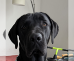 Small #3 Labrador Retriever Mix