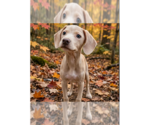 Small Beagle Mix
