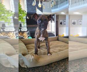 Boxer Puppy for sale in FRANKLIN, IN, USA