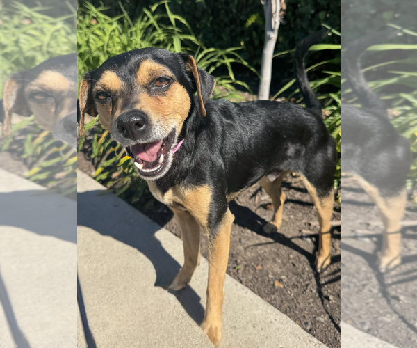 Medium Photo #5 Chihuahua-Unknown Mix Puppy For Sale in Newport Beach, CA, USA