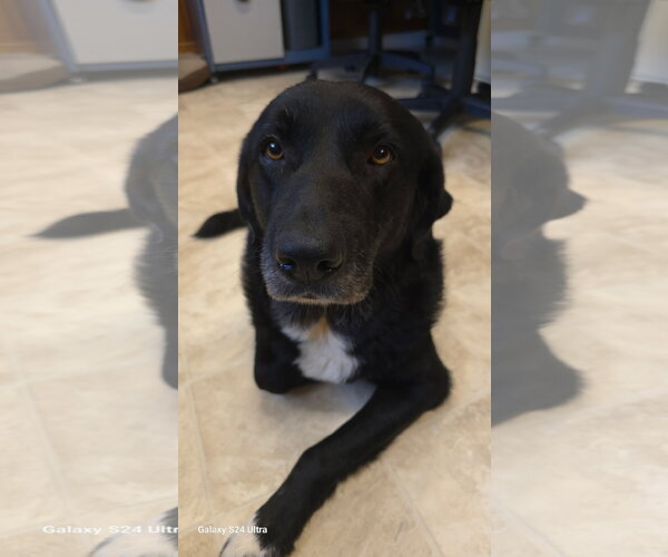 Medium Photo #3 Mutt Puppy For Sale in Raleigh, NC, USA