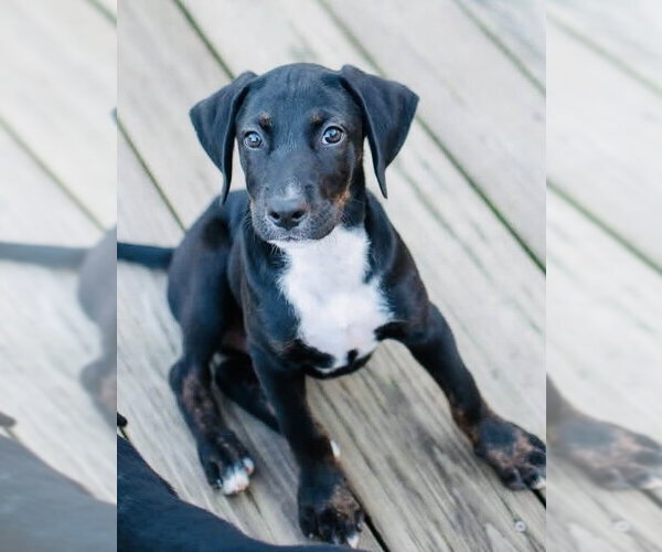 Medium Photo #1 Mutt Puppy For Sale in Germantown, OH, USA