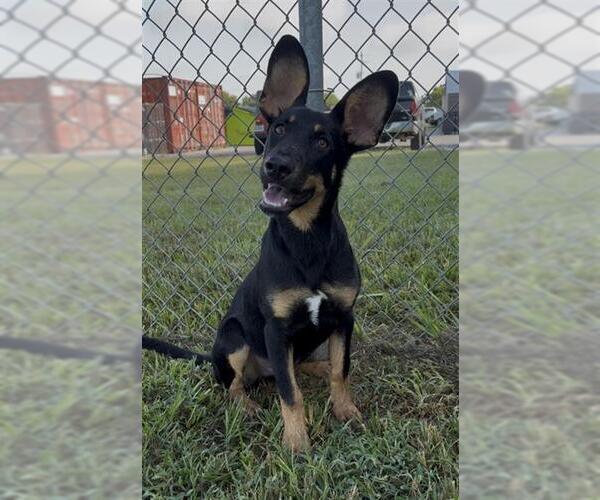 Medium Photo #2 Doberman Pinscher-German Shepherd Dog Mix Puppy For Sale in Rosenberg, TX, USA