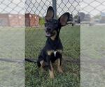 Small #1 Doberman Pinscher-German Shepherd Dog Mix