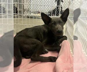 German Shepherd Dog Dogs for adoption in Redlands, CA, USA
