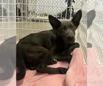 Small German Shepherd Dog