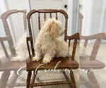 Small Photo #4 Poochon Puppy For Sale in NIANGUA, MO, USA