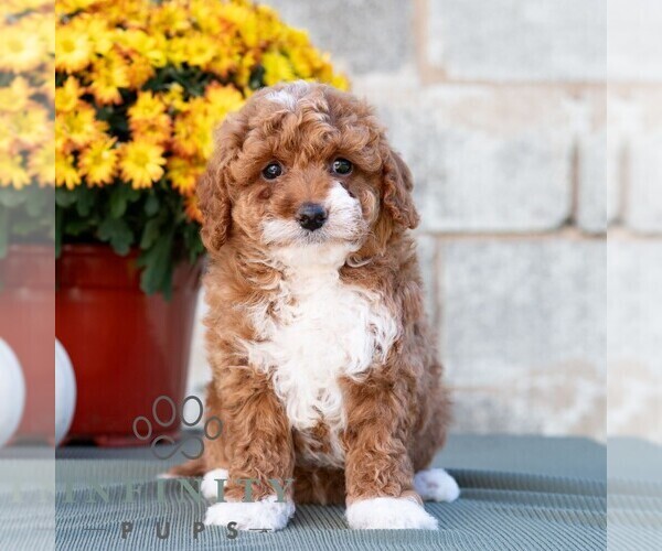 Medium Photo #3 Poodle (Miniature) Puppy For Sale in DORNSIFE, PA, USA