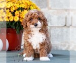 Lori - Female Poodle (Miniature) Puppy for Sale - Photo #3