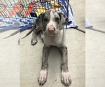 Small Photo #5 Great Dane Puppy For Sale in FONTANA, CA, USA