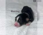 Small #1 Australian Shepherd