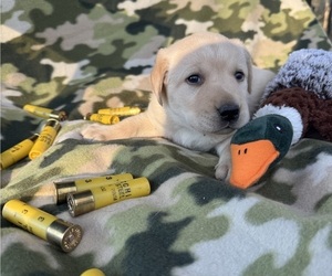 Medium Labrador Retriever