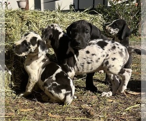 Great Dane Puppy for Sale in ZEPHYRHILLS, Florida USA