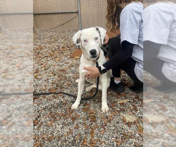 Medium Photo #1 Catahoula Leopard Dog Puppy For Sale in Palmetto, FL, USA