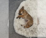 Small #2 Siberian Husky Mix