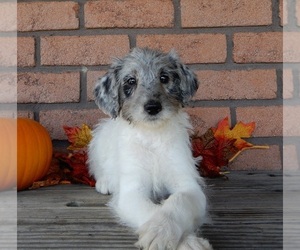 Labradoodle Puppy for Sale in MILLERSBURG, Ohio USA