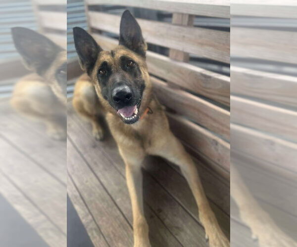 Medium Photo #3 German Shepherd Dog-Unknown Mix Puppy For Sale in Imlay City, MI, USA