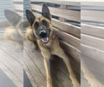 Small #2 German Shepherd Dog Mix