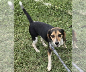 Beagle Dogs for adoption in Rustburg, VA, USA