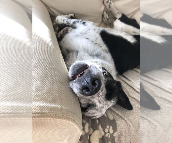 Medium Photo #3 Mutt Puppy For Sale in Garden City, NY, USA