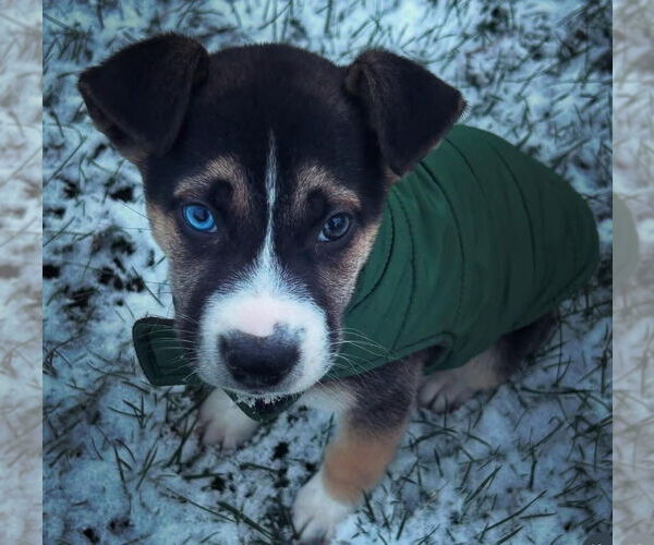 Medium Photo #2 Siberian Husky-Unknown Mix Puppy For Sale in Germantown, OH, USA