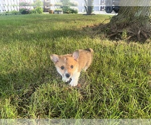 Pembroke Welsh Corgi Puppy for sale in PLAINFIELD, IN, USA
