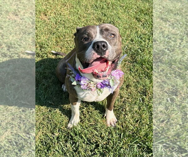 Medium Photo #10 Bullboxer Pit Puppy For Sale in Redlands, CA, USA