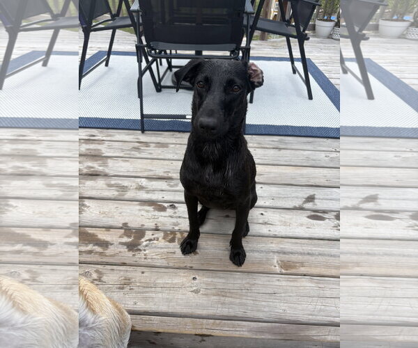 Medium Photo #6 Mutt Puppy For Sale in Virginia Beach, VA, USA
